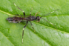 Xorides sepulchralis