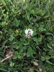 Trifolium repens image