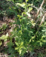 Phaulothamnus spinescens