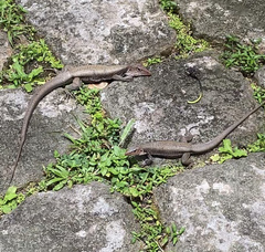 Pholidoscelis erythrocephalus