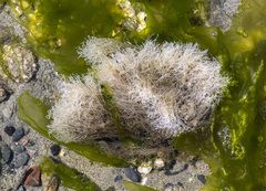 Desmarestia aculeata