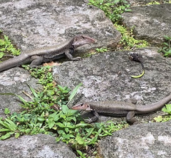 Pholidoscelis erythrocephalus