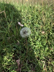 Taraxacum officinale