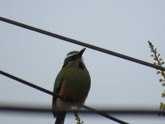 Eumomota superciliosa