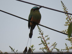 Eumomota superciliosa