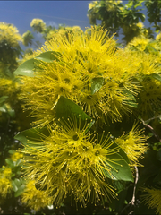 Xanthostemon chrysanthus