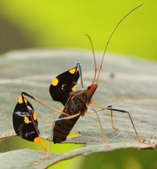 Diactor bilineatus