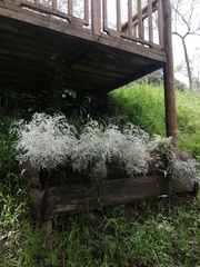Senecio leucostachys