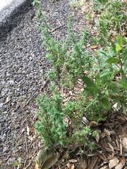 Galium martirense