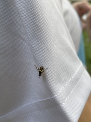 Bactrocera albistrigata