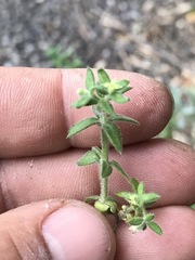 Galium martirense