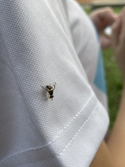 Bactrocera albistrigata