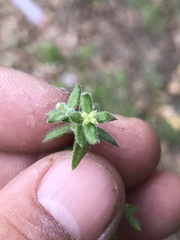 Galium martirense