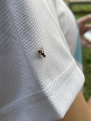 Bactrocera albistrigata