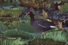 Gallinula galeata