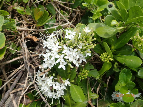 Image of Pavetta revoluta by no rights reserved