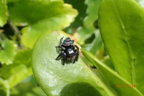 Image of Pavetta revoluta by no rights reserved