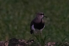 Vanellus chilensis