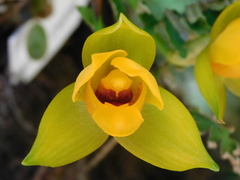 Lycaste cruenta