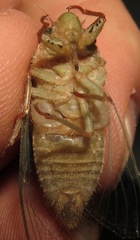 Carineta rufescens