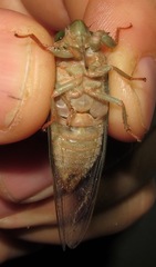 Carineta rufescens