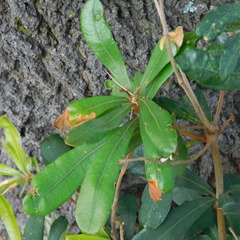 Stegommata sulfuratella