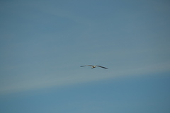 Leucophaeus atricilla