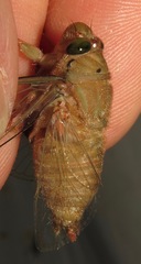 Carineta rufescens
