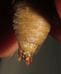 Carineta rufescens