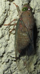 Carineta rufescens