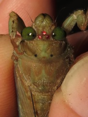 Carineta rufescens