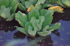 Pistia stratiotes