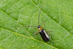 Luperus flavipes