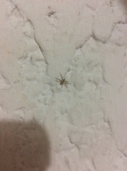 Araneae