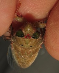 Carineta rufescens