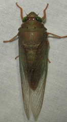 Carineta rufescens