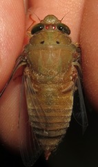 Carineta rufescens