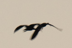 Phimosus infuscatus