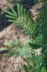 Senegalia berlandieri