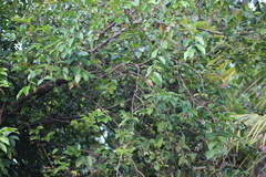 Luma apiculata