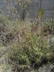 Salvia apiana × mellifera