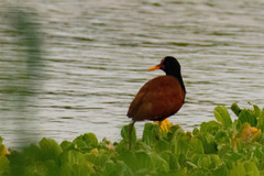 Jacana jacana