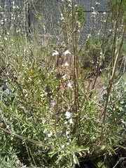 Salvia apiana × mellifera