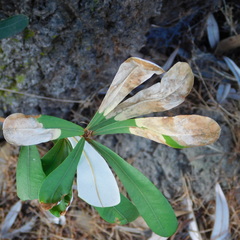 Stegommata sulfuratella