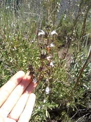 Salvia apiana × mellifera