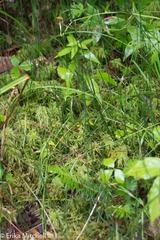 Equisetum variegatum