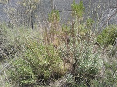 Salvia apiana × mellifera