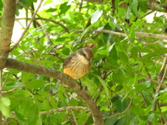 Pyrocephalus rubinus piurae