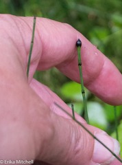 Equisetum variegatum