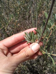 Eriogonum fasciculatum polifolium